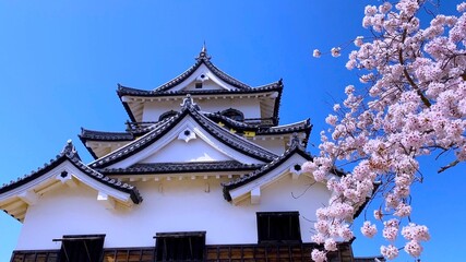 春の近江・桜の季節　国宝・彦根城の天守閣