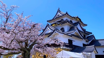 春の彦根城・天守閣（桜の花が咲く季節）