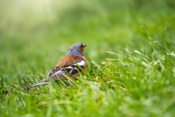 Common chaffinch, Fringilla coelebs, sits on a green lawn in spring. Common chaffinch in wildlife.