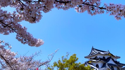 春の近江・桜の季節　国宝・彦根城の天守閣