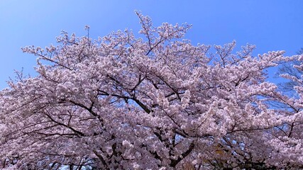 桜花の季節の国宝・彦根城　三の丸の桜