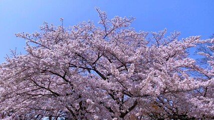 桜花の季節の国宝・彦根城　三の丸の桜