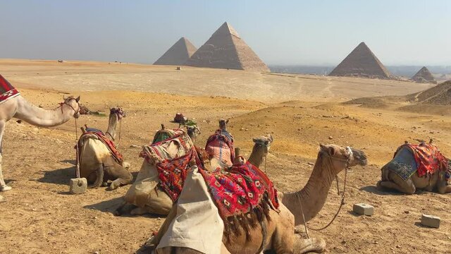 Group of camels with decorative clothes resting peacefully in front of the three pyramids of Giza for a tour. Concepts of beautiful animals, travel and touristic places.