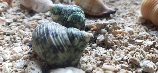 Photo of conch shell on the sand