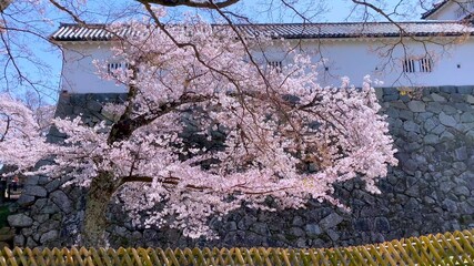 桜花の季節の国宝・彦根城　三重櫓