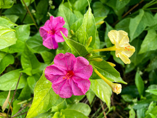 オシロイバナ。朝露に濡れる花。薬草。日本の秋の花。田舎の風景。