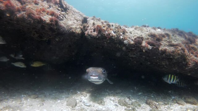 pufferfish swimming in coral reef