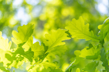 oak leaves, green spring backgroun