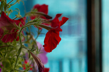 red flower 