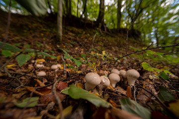 mushroom is the forest