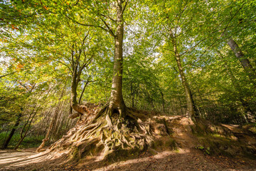 Autumn in the forest