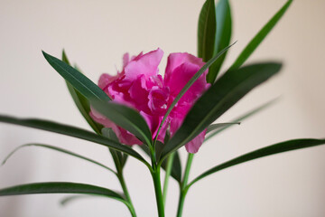 Obraz premium pink lily flower