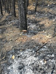 autumn in the forest