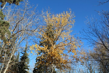 branches against blue sky, Gold Bar Park, Edmonton, Alberta