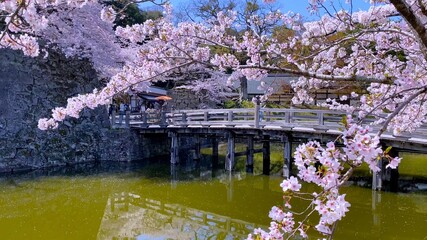 Fototapeta na wymiar 日本の国宝・彦根城　桜花の季節「表門橋」