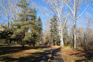 Fototapeta premium trees in the park, Gold Bar Park, Edmonton, Alberta