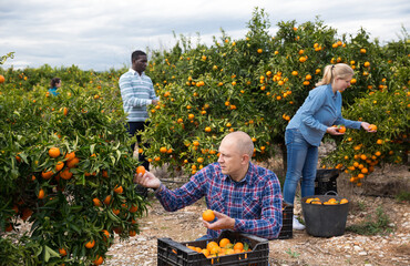 Successful male owner of orchard gathering harvest of ripe mandarin oranges ..