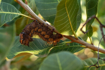 caterpillar on a branch
