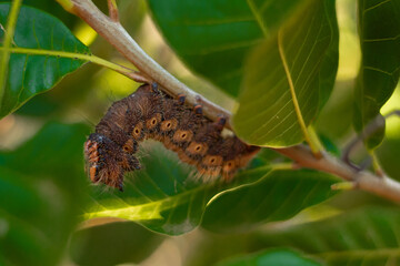 caterpillar on a leaf