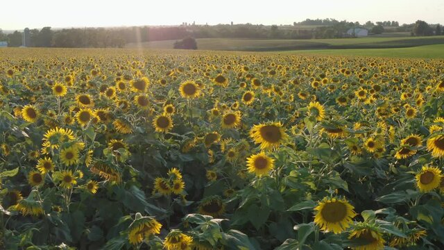 Aerial of sunflower field in full bloom during summer sunset. Bright sunny cheery footage.