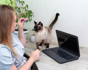 Woman sitting in front of laptop at table shows pink toy to cat. Playing with cat. Selective focus.