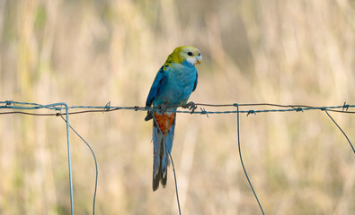 Pale-headed rosella on fence in Australian farmland.