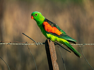 Red-winged Parrot perched on a wire fence in rural farmland in Australia