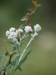 Bee on a flower in rood site 