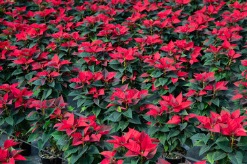 Rows of Poinsettia (Christmas flowers) growing in greenhouse farm