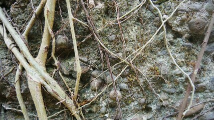 plant roots creeping on the wall