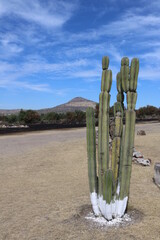 Cactus en Teotihuacán