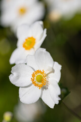 Close-up of white Japanese anemone blossoms (anemone hupehensis) with blurry background