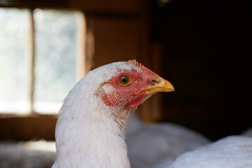 Broiler chicken in a chicken coop with other chickens, farmer's photo