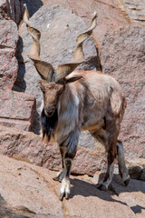 Markhor (Capra falconeri)
