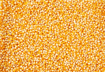 dried corn kernels