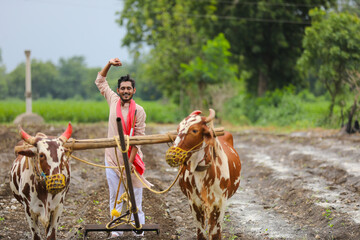 Indian farmer working with bull at his farm.