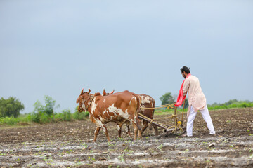 Indian farmer working with bull at his farm. - Powered by Adobe