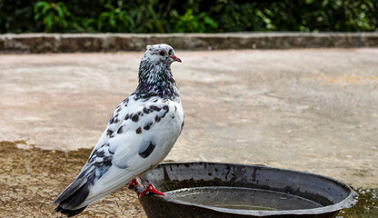 Adorable domestic pigeon standing on a copper bowl to drinking water