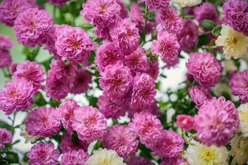 Obraz premium Beautiful bouquet of flowers. Shallow depth of field.