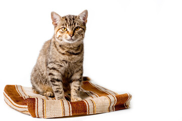 Cute young cat striped gray with a reddish tint on a white background.