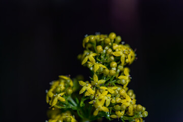 Galium verum flower in mountains, macro
