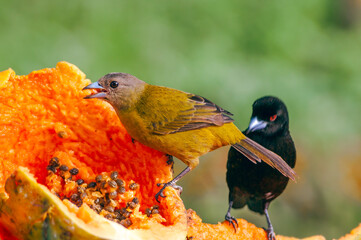 Male and female of Passerinis Tanagers (Ramphocelus passerinii) in tropical forest of Papaturro River area, Nicaragua