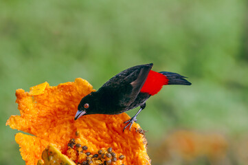 Passerinis Tanager (Ramphocelus passerinii) male in tropical forest of Papaturro River area, Nicaragua
