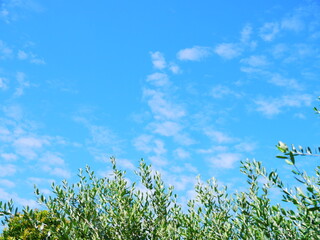 Obraz na płótnie Canvas 横型　オリーブの葉っぱと青空