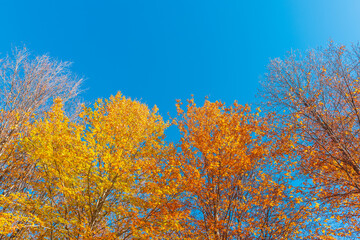 Yellow autumn trees against the blue sky