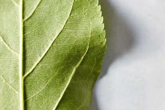 The green leaf of an apple tree taken in close-up shows the texture of the leaf