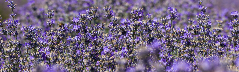 lavender field in daylight