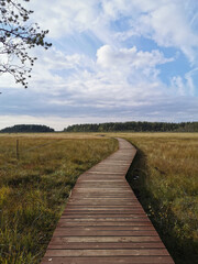 Obraz premium Wooden flooring over a swamp with yellowed grass against a beautiful sky with clouds.