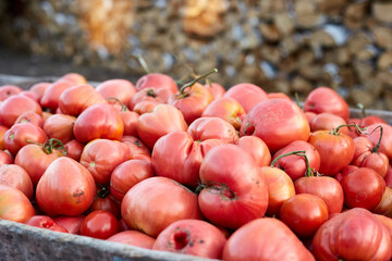 Red tomatoes are collected in a wheelbarrow, harvesting on the farm