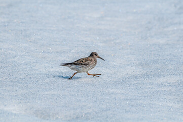 Purple Sandpiper (Calidris maritima) in Barents Sea coastal area, Russia